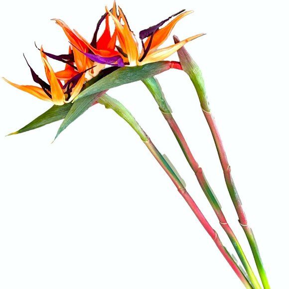 Orange Realistic Artificial 22" Bird of Paradise Flower Stem Tropical Floral New - Picture 3 of 5